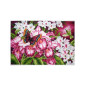 Bedrucktes Aida Orchideen