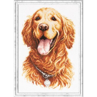 Kit de broderie Golden retriever