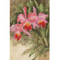Embroidery kit Tropical orchid