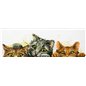Embroidery kit Curious Kittens