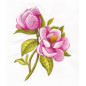 Magnolia