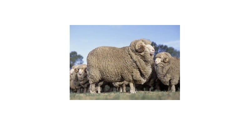 Merinowol, alpaca, mohair en andere vezels: welke wol kiest u?