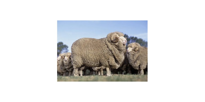 Merino wool, alpaca, mohair and other fibres: which yarn should you choose?
