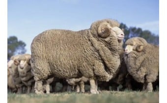 Merinowolle, Alpaka, Mohair und andere Fasern: Welches Garn wählen?